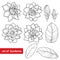 Vector set with outline Gardenia flower, ornate bud and leaves in black isolated on white background.