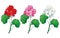 Vector set with outline Geranium or Cranesbills flower bunch and ornate leaf in red, pink and pastel white isolated on white.