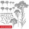Vector set of outline Helichrysum arenarium or everlasting or immortelle flower bunch, bud and leaves in black isolated on white.