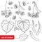 Vector set with outline Linden or Tilia or Basswood flower bunch, bract, fruit and ornate leaf in black isolated on white.