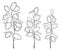 Vector set of outline Lunaria or Honesty or moonwort dried flower bunch in black isolated on white background.