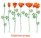 Vector set with outline orange California poppy flower or California sunlight or Eschscholzia, green leaf and bud isolated.