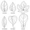 Vector set with outline ornamental Ficus leaf isolated on white background. Closeup Ficus ornate foliage in contour style.