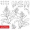 Vector set with outline poisonous plant Privet or Ligustrum. Fruit bunch, berry and ornate leaf in black isolated on white.