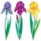 Vector set with outline purple, lilac and yellow Iris flower, bud and leaves isolated on white. Ornate flowers for spring design