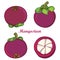 Vector set with outline Purple Mangosteen or Garcinia mangosteen fruit and half fruit isolated on white background.