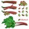 Vector set with outline Rhubarb or Rheum vegetable in red and green isolated on white background. Contour cut and whole pieces.