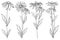 Vector set with outline Rudbeckia hirta or black-eyed Susan flower bunch, ornate leaf and bud in black isolated on white back.