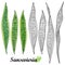 Vector set of outline Sansevieria trifasciata or snake plant or mother-in-law`s tongue leaf in black and green isolated on white.