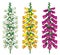 Vector set of outline toxic Digitalis or foxglove flower bunch with bud in purple, yellow and pastel white isolated on white.