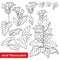 Vector set of outline toxic Tobacco plant or Nicotiana flower bunch, bud and leaf in black isolated on white background.