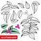 Vector set with outline Tradescantia zebrina flower or Inch plant or Wandering flower, bunch and leaf isolated.