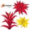 Vector set of outline tropical Guzmania or tufted airplant flowers in red and yellow isolated on white background.