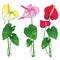 Vector set of outline tropical plant Anthurium or Anturium flower bunch in red, pink and yellow with green leaves isolated.