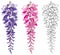 Vector set of outline Wisteria or Wistaria flower bunch and bud in black, pink and pastel purple isolated on white background.