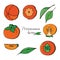 Vector set of pieces, halves, and leaves of ripe persimmon. Fresh hand draw and doodle persimmon on the white background. Juice or