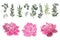 Vector set of pink peonies and plants