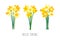 Vector set of positive floral illustrations isolated on white background. Early spring garden flowers. Yellow daffodils