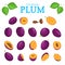 Vector set of purple fruits. Plum fruit, whole, peeled, piece half, slice leaves, seed. Collection delicious red plums