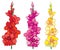 Vector set with red, pink and yellow Gladiolus or sword lily flower bunch isolated on white background. Floral contour elements.