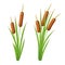 Vector set of reeds in the green marsh grass. Shrub of bulrush. Illustration of cattail or typha isolated on a white background