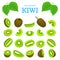 Vector set of ripe tropical kiwi fruits. Kiwifruit peeled, piece half slice seed. Collection delicious green designer