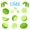 Vector set of ripe tropical limes fruits. Lime fruit peeled, piece of half slice. Collection of delicious green lemon