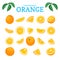 Vector set of ripe tropical orange fruits. Oranges peeled, piece of half slice leaf. Collection of delicious citrus