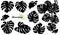 Vector set with silhouette of tropical Monstera or Swiss cheese plant leaf bunch in black isolated on white background.
