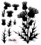 Vector set with silhouette of welted Thistle or Carduus plant, spiny leaf, bud and flower bunch in black isolated on white.