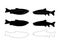 Vector set of silhouettes of fishes. Trout isolated background