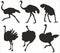 Vector set of silhouettes of ostriches.