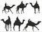 Vector set of silhouettes of single humped camels with riders, Bedouins. Shadows Large mammal animal.