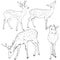 Vector Set of Sketch Dappled Deers