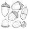 Vector Set of Sketch Forest Acorns