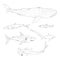 Vector Set of Sketch Sharks