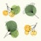 Vector set sketches of leaves and berries of ginkgo biloba. Illustration for the cosmetics and alternative medicine