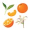Vector set with tangerine, mandarin half and a slice of mandarin.