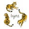 Vector set of tigers in the diffrent poses. Tropic animal collection isolated on the white background.