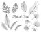 Vector set of tropical fern and palm leaves