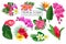 Vector set tropical flowers