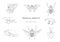 Vector set of tropical insects
