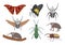 Vector set of tropical insects