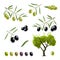 Vector set of twigs with green and black olives