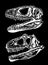 Vector set of two skulls of tyrannosauruses isolated on black background,graphical illustration