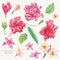 Vector set of vintage floral tropical natural elements