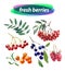 Vector set of watercolor berries elements on white background.