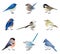 Vector set of wild colorful birds