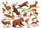 Vector set of wild forest animals like stag, bear, wolf, fox, running