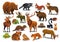 Vector set of wild forest animals like stag, bear, wolf, fox, tortoise